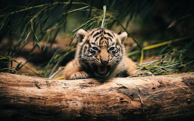 tiger, Baby Animals, Log, Animals HD Wallpaper Desktop Background