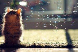 cat, Bubbles, Ben Torode, Animals, Sunlight, Looking Up