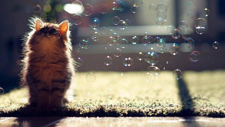 cat, Bubbles, Ben Torode, Animals, Sunlight, Looking Up HD Wallpaper Desktop Background