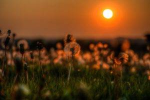 nature, Dandelion, Grass, Sunset, Flowers