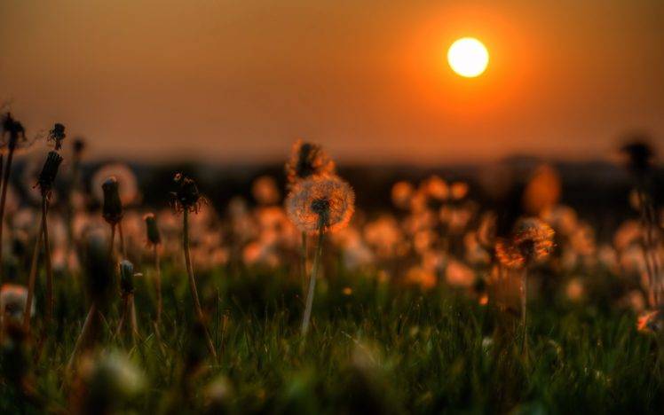 nature, Dandelion, Grass, Sunset, Flowers HD Wallpaper Desktop Background