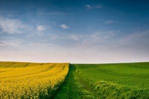 landscape, Field, Nature, Sky, Yellow Flowers, Grass