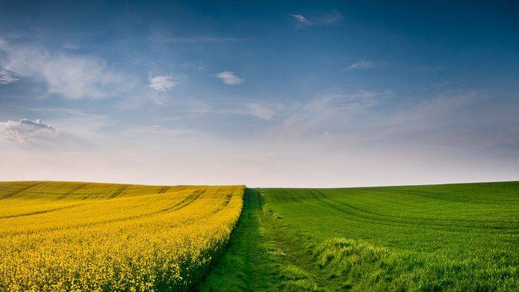 landscape, Field, Nature, Sky, Yellow Flowers, Grass HD Wallpaper Desktop Background