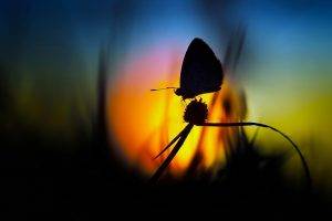 silhouette, Butterfly, Nature, Blurred