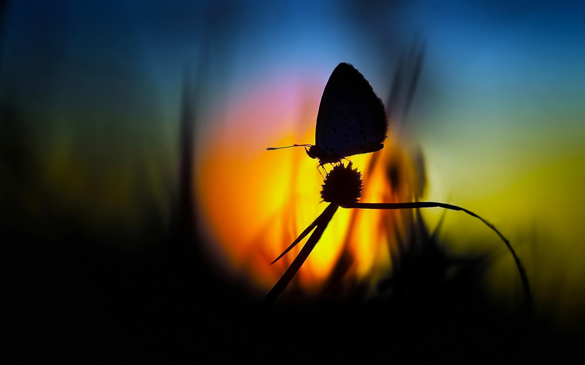 silhouette, Butterfly, Nature, Blurred Wallpaper