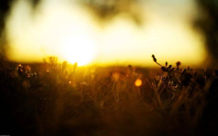 nature, Sunlight, Blurred, Grass HD Wallpaper Desktop Background