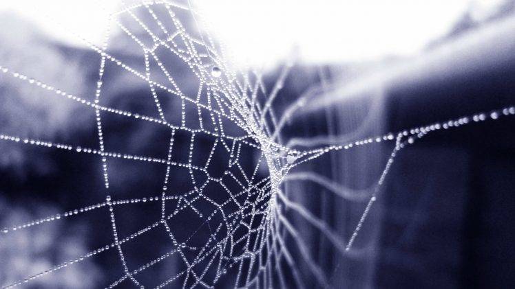 spiderwebs, Water Drops, Nature HD Wallpaper Desktop Background