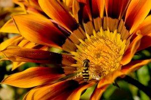 bees, Flowers, Yellow Flowers, Macro, Insect
