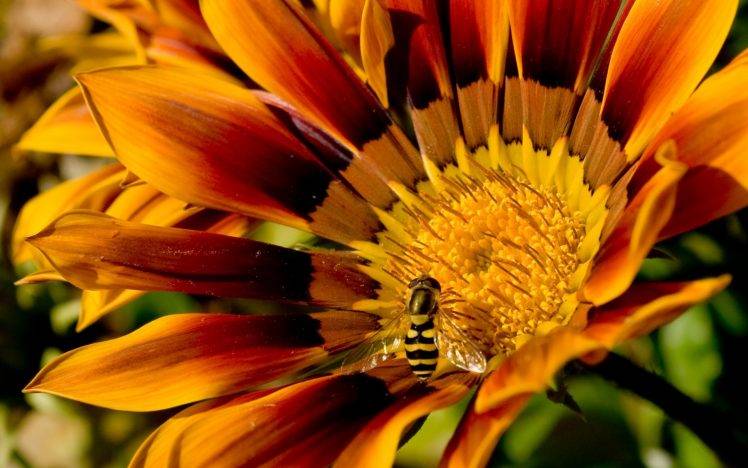 bees, Flowers, Yellow Flowers, Macro, Insect HD Wallpaper Desktop Background