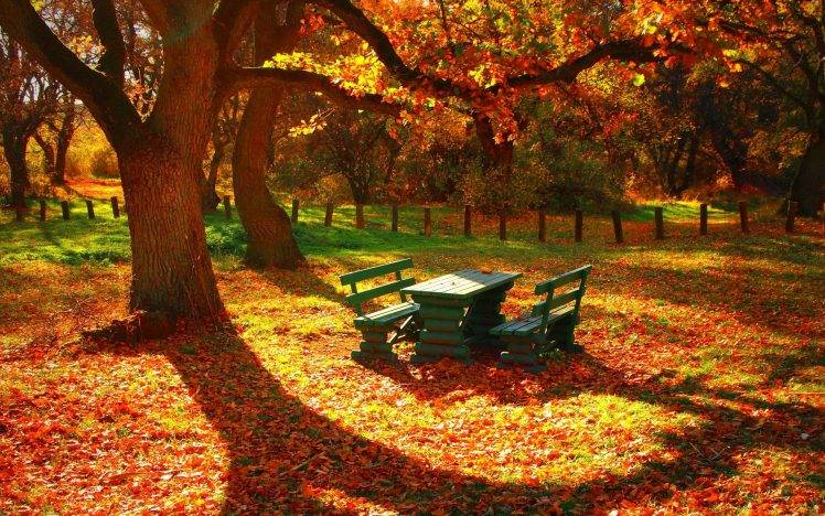 nature, Fall, Forest HD Wallpaper Desktop Background