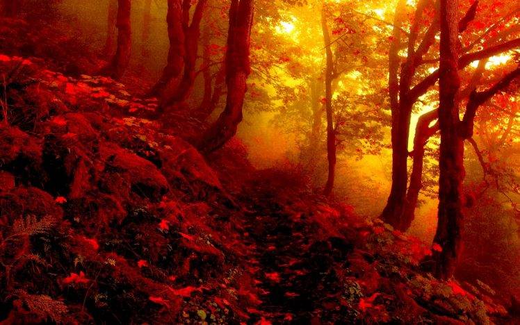 nature, Fall, Forest HD Wallpaper Desktop Background