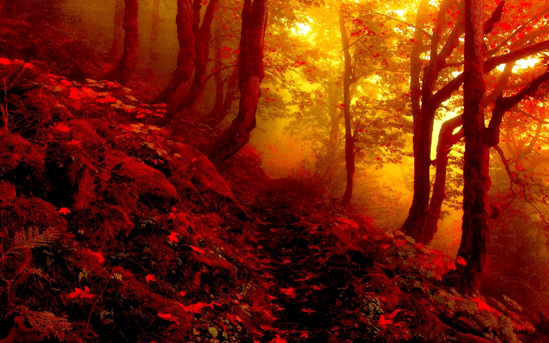 nature, Fall, Forest Wallpaper
