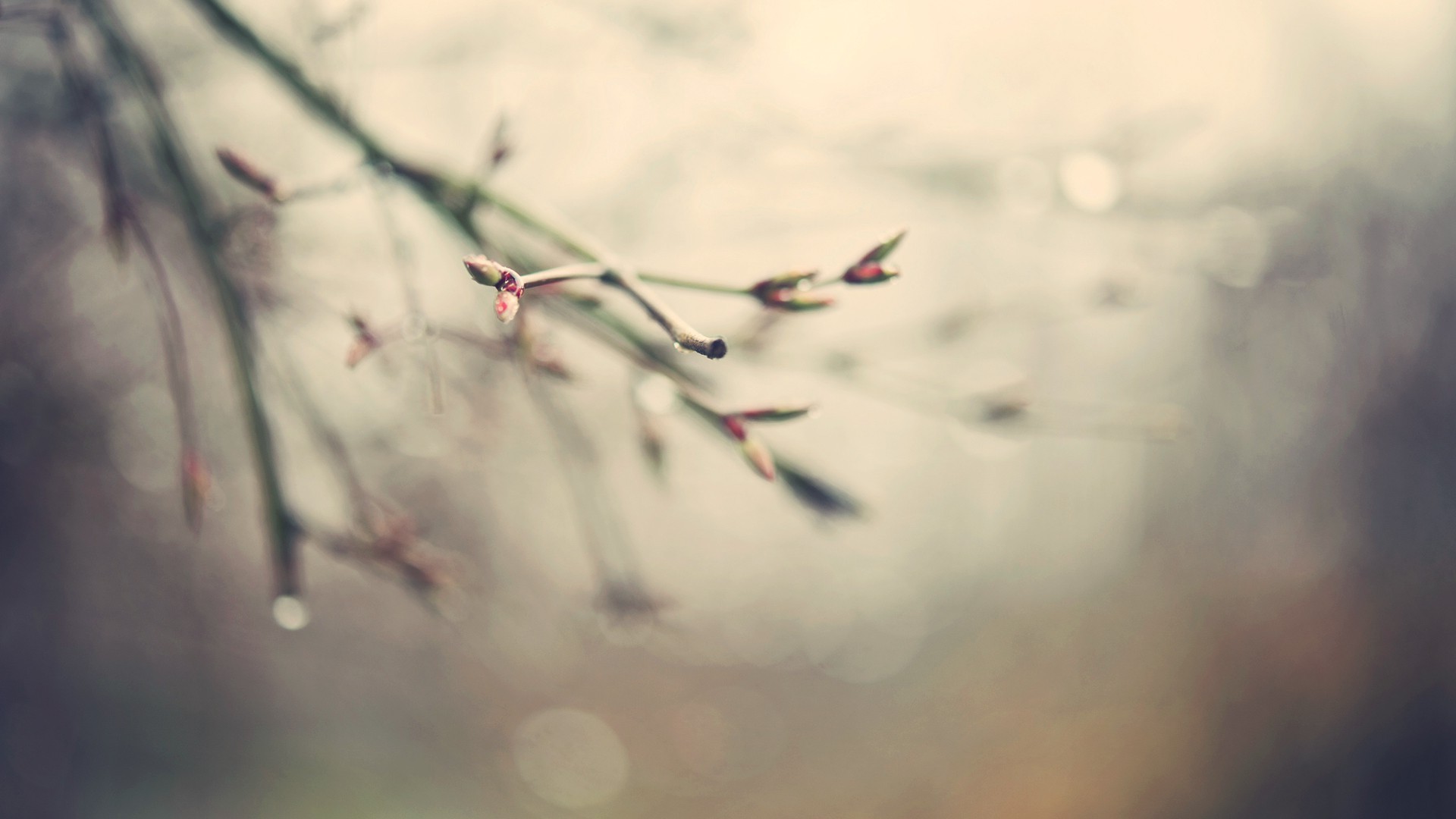 nature, Macro, Twigs Wallpaper