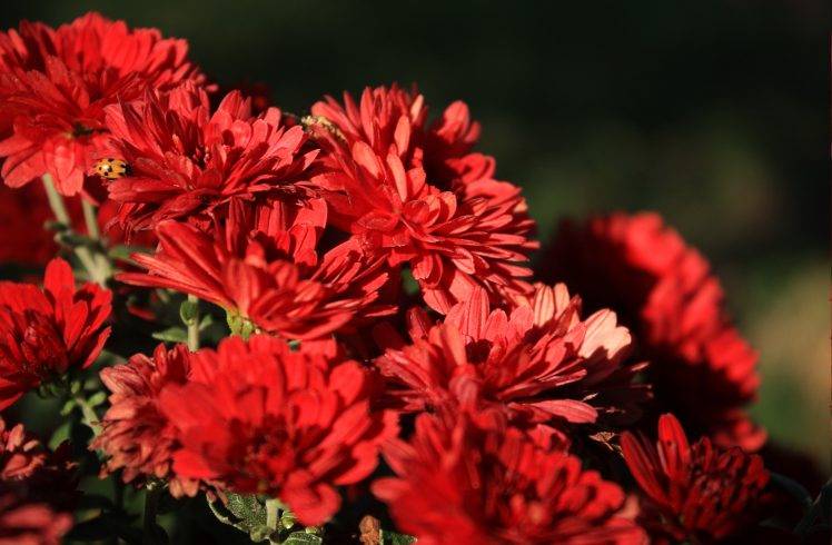 nature, Red, Flowers HD Wallpaper Desktop Background