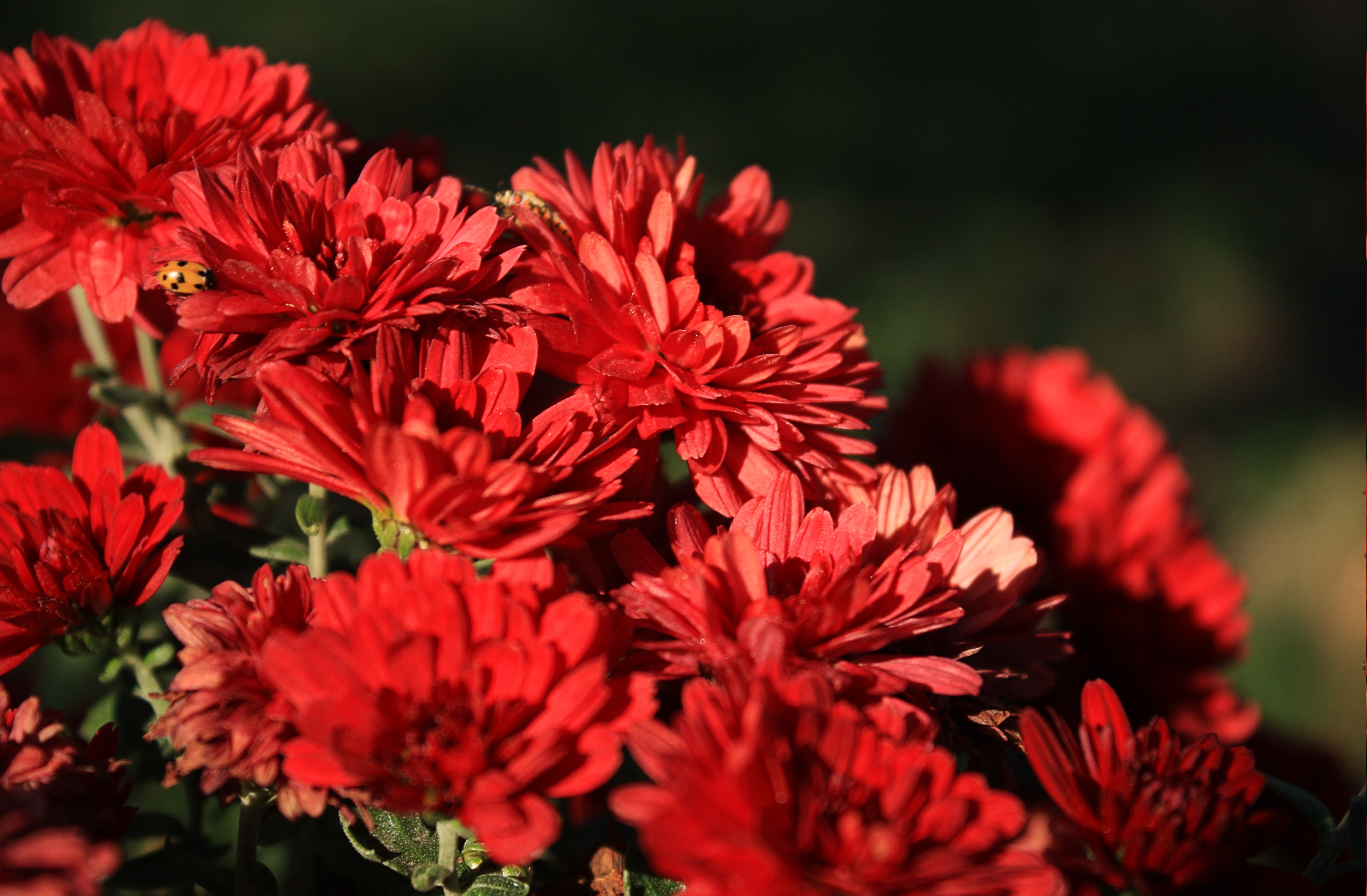 nature, Red, Flowers Wallpaper