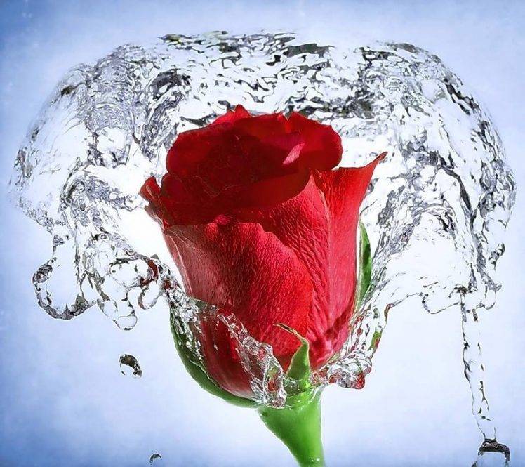 rose, Red Flowers, Splashes, Water, Flowers HD Wallpaper Desktop Background