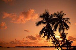 nature, Palm Trees, Sea, Sunset