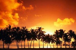 nature, Palm Trees, Sunset, Sea