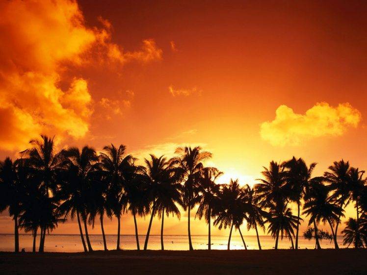 nature, Palm Trees, Sunset, Sea HD Wallpaper Desktop Background
