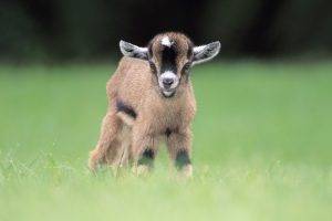 goats, Animals, Blurred, Baby Animals, Grass