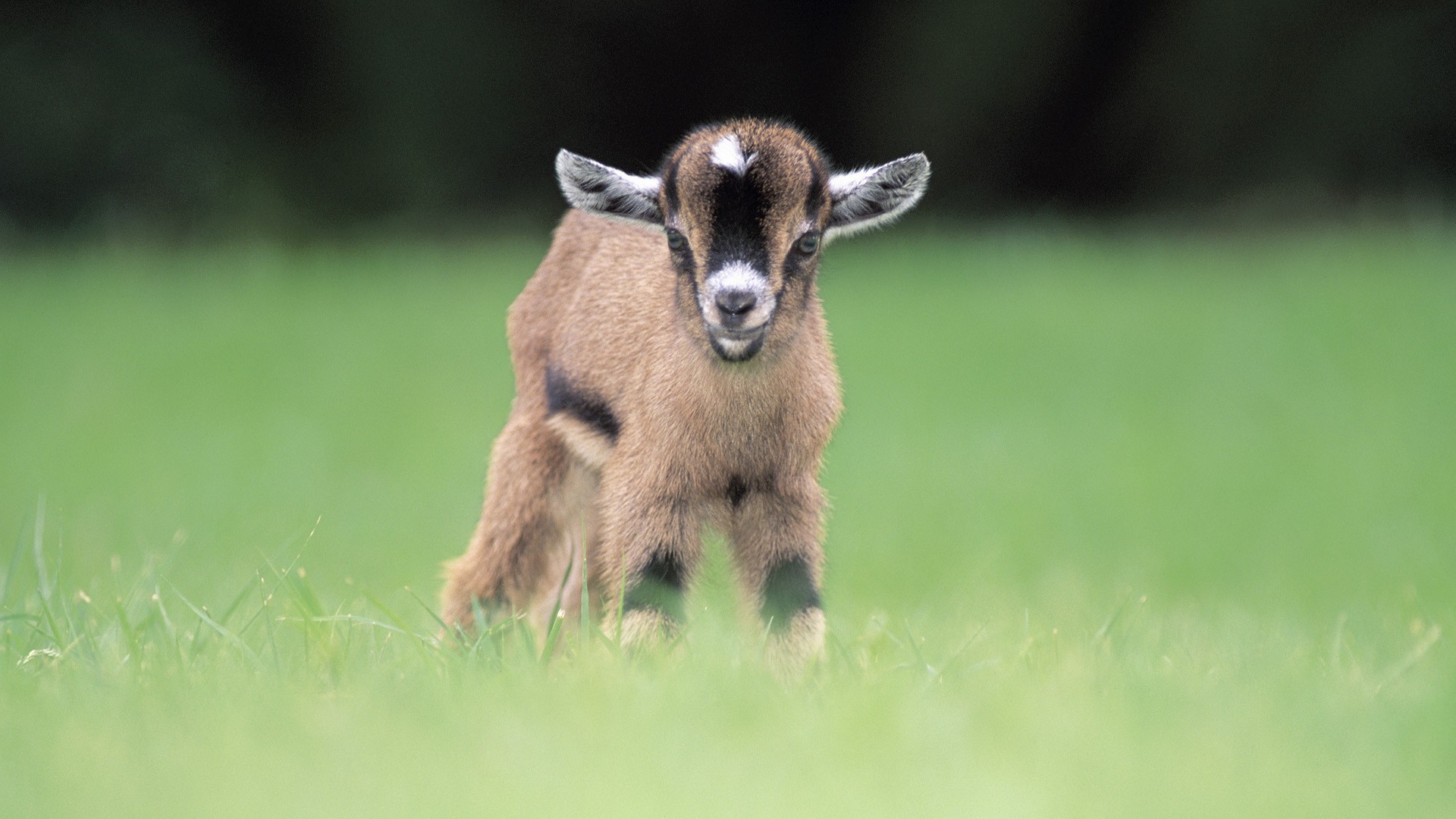 goats, Animals, Blurred, Baby Animals, Grass Wallpaper