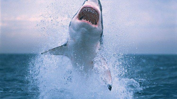 shark, Great White Shark, Animals, Sea HD Wallpaper Desktop Background
