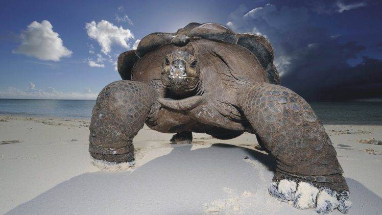 turtle, Animals, Beach, Sea, J HD Wallpaper Desktop Background