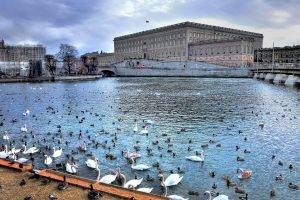 cityscape, River, Animals, Stockholm, Sweden