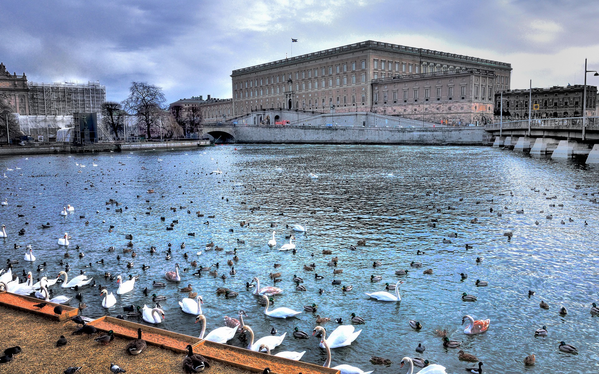 cityscape, River, Animals, Stockholm, Sweden Wallpaper