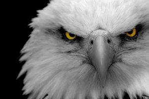 animals, Selective Coloring, Eagle