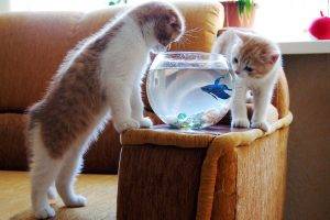 animals, Cat, Goldfish, Fishbowls