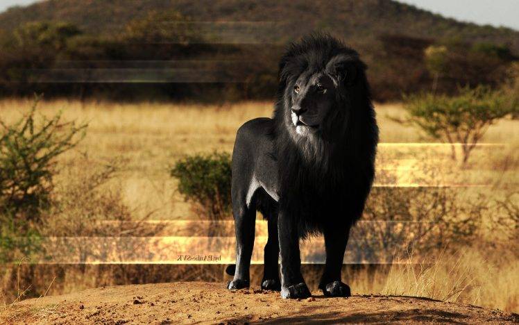 animals, Lion, Black, Melanism HD Wallpaper Desktop Background