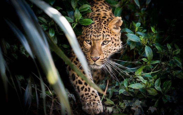 animals, Leaves, Leopard HD Wallpaper Desktop Background