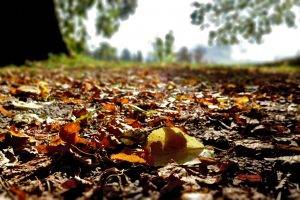 nature, Fall, Leaves, Trees, Dirt, Closeup