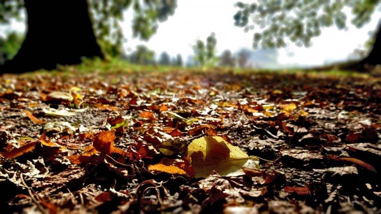 nature, Fall, Leaves, Trees, Dirt, Closeup HD Wallpaper Desktop Background