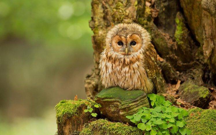 animals, Owl, Birds, Trees HD Wallpaper Desktop Background