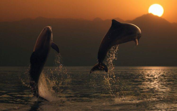 animals, Dolphin, Sea, Sunset HD Wallpaper Desktop Background