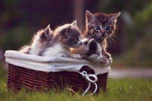 animals, Cat, Kittens, Baskets, Grass