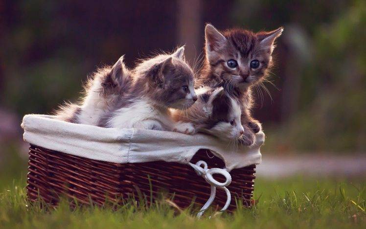 animals, Cat, Kittens, Baskets, Grass HD Wallpaper Desktop Background