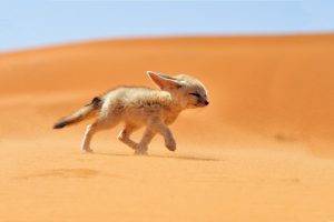 desert, Fox, Animals