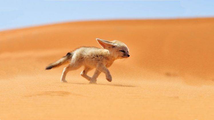 desert, Fox, Animals HD Wallpaper Desktop Background