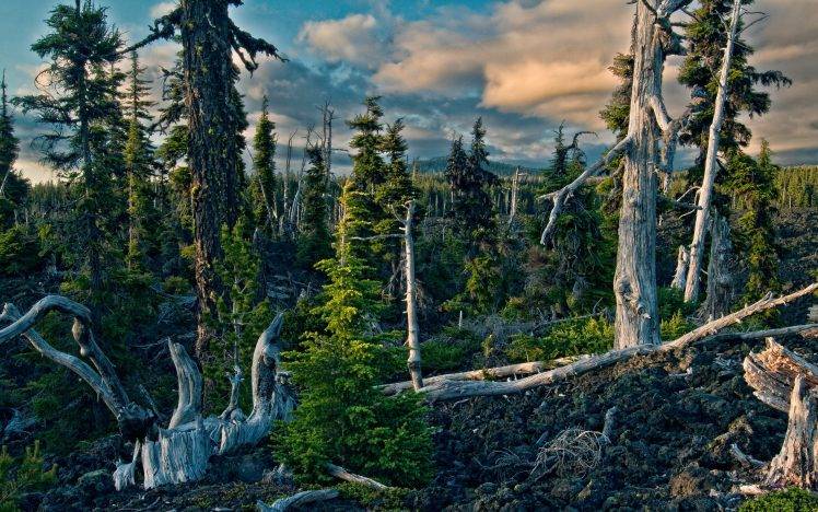 nature, Forest, Trees, HDR HD Wallpaper Desktop Background