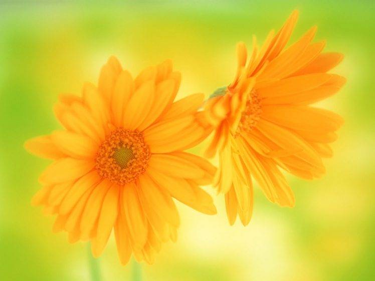 yellow Flowers, Flowers, Nature HD Wallpaper Desktop Background