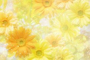 flowers, Yellow Flowers, Daisies