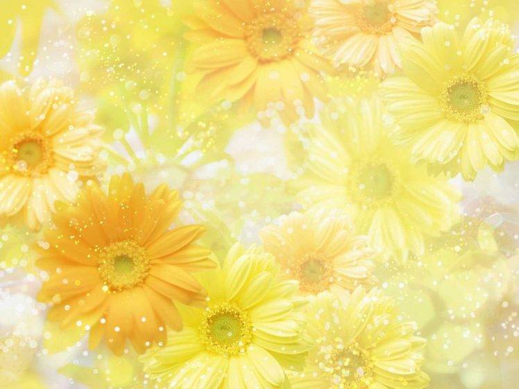 flowers, Yellow Flowers, Daisies HD Wallpaper Desktop Background