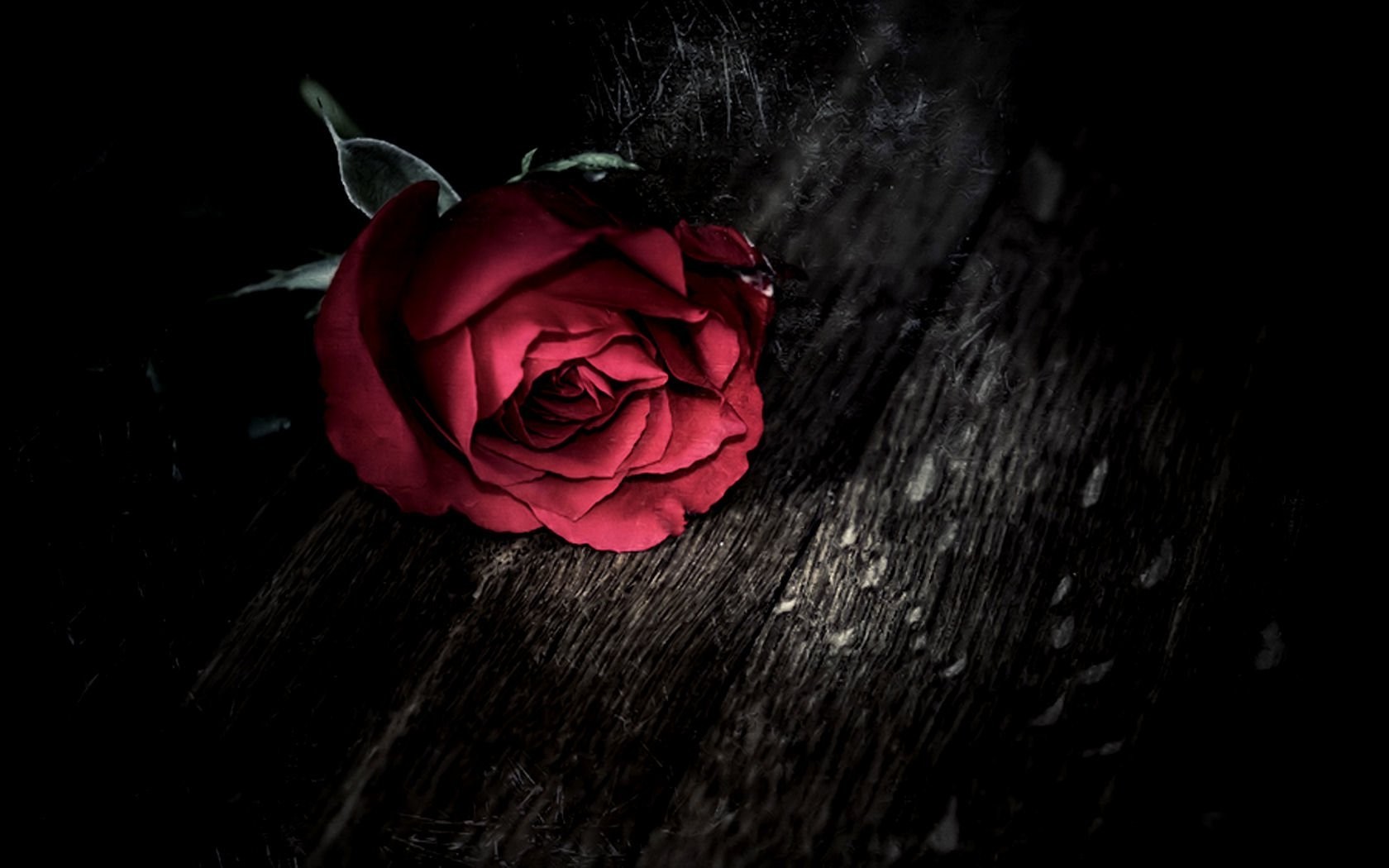selective Coloring, Rose, Flowers, Red Flowers Wallpaper