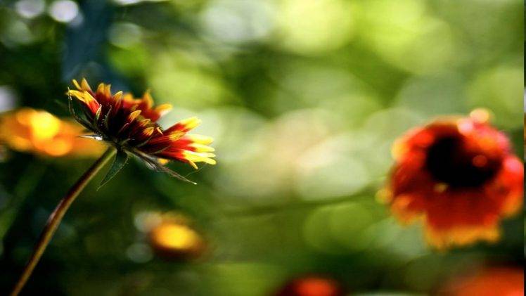 flowers, Bokeh, Nature HD Wallpaper Desktop Background