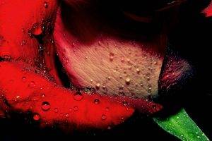 macro, Rose, Water Drops, Flowers, Dew, Red Flowers
