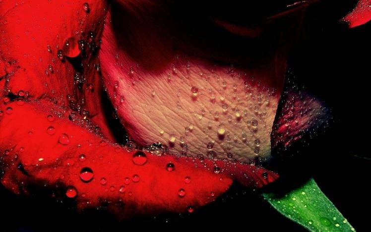 macro, Rose, Water Drops, Flowers, Dew, Red Flowers HD Wallpaper Desktop Background