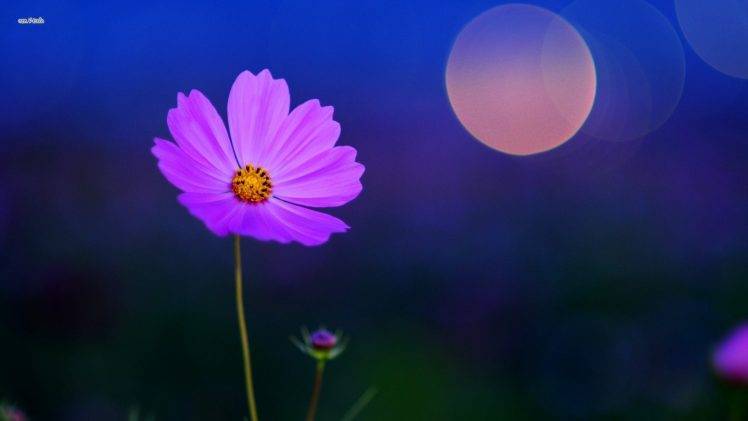 flowers, Bokeh, Pink Flowers, Cosmos (flower) HD Wallpaper Desktop Background